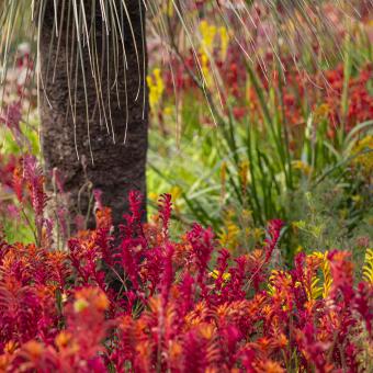 Grass tree and kangaroo paw flowers in Western Australia Garden